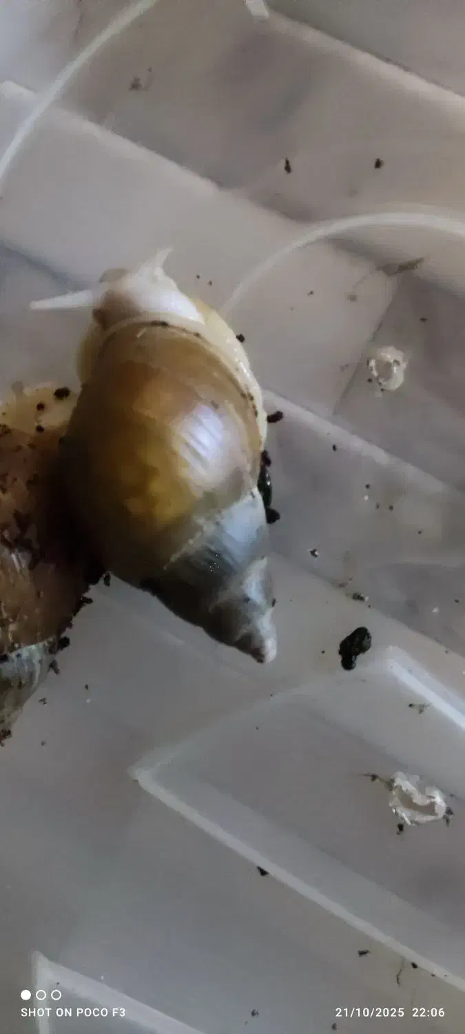 حراج حلزون مولد تخم گذار|خزنده|شیراز, شهرک بهار|دیوار