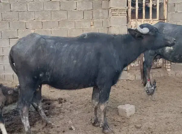 گاومیش گم شده|حیوانات|آبادان, |دیوار