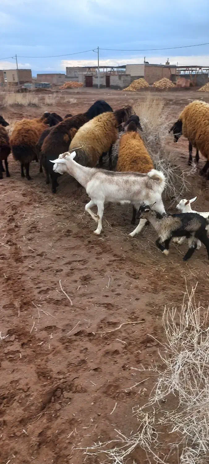 بز جوان|حیوانات مزرعه|نیشابور, مازول|دیوار