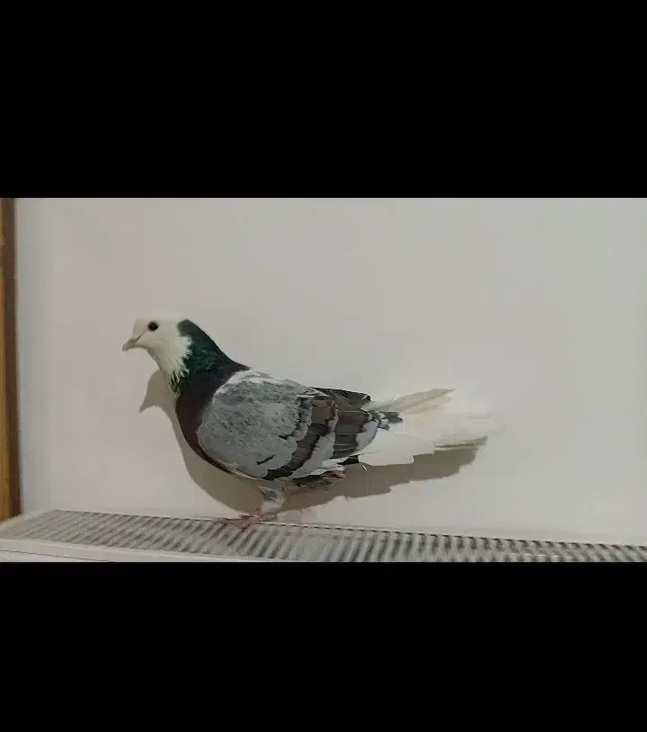 ۲عددکبوتر|پرنده|ابهر, |دیوار