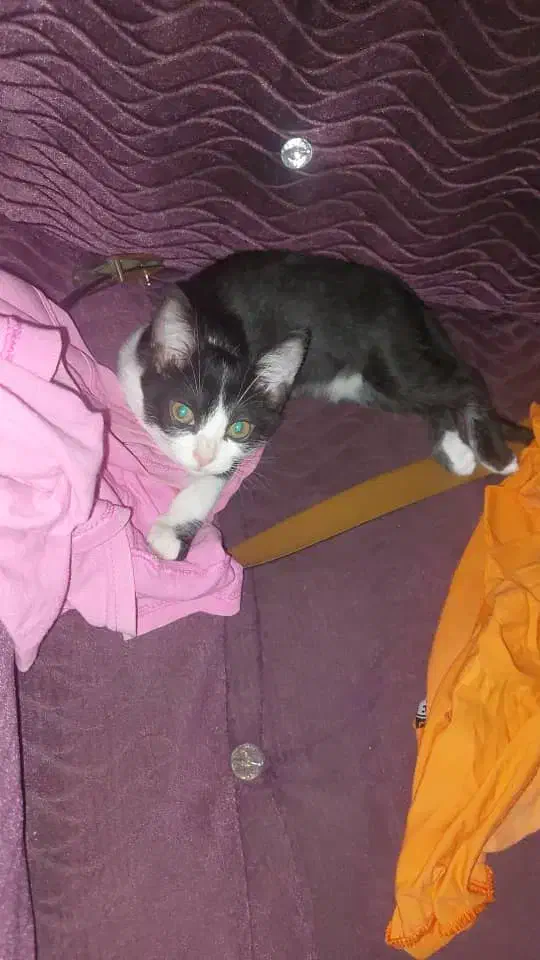 گم شده در فومن گشت|حیوانات|فومن, |دیوار