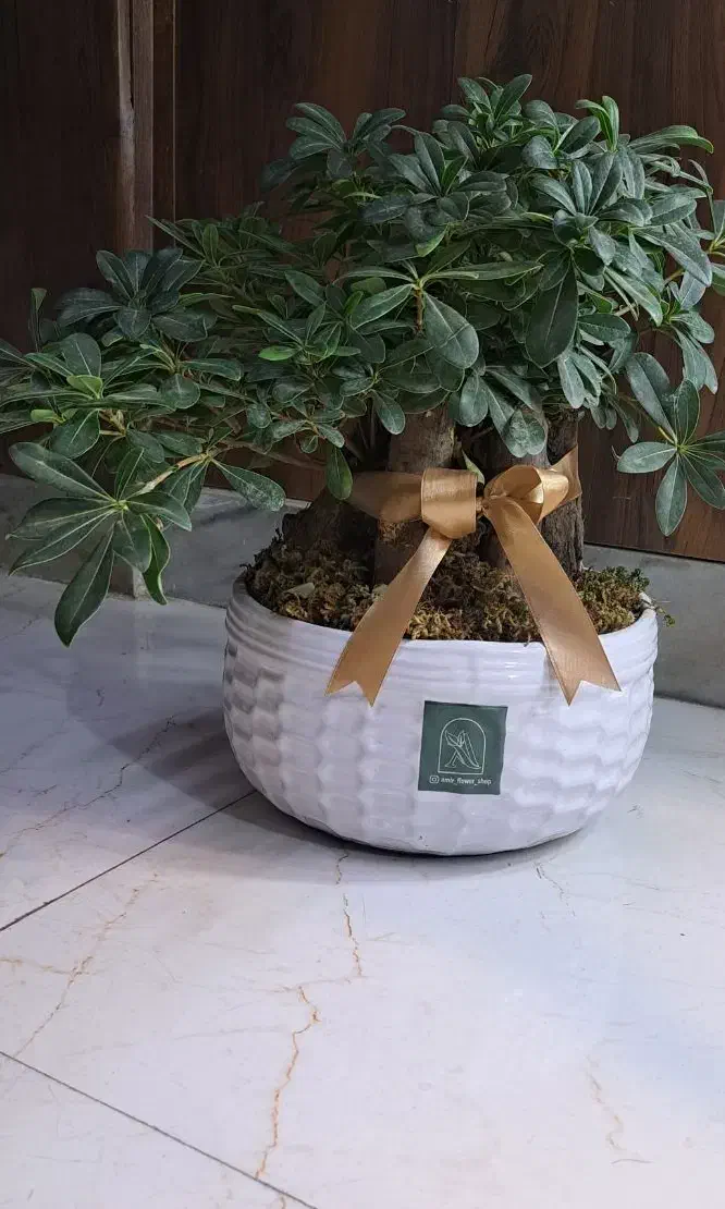 گل بونسای سالم سالم|گل و گیاه طبیعی|فردیس, فردیس|دیوار