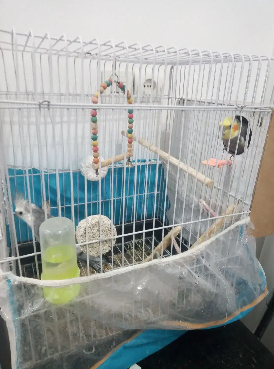 دو تا عروس هلندی ماده ونر|پرنده|شاندیز, |دیوار