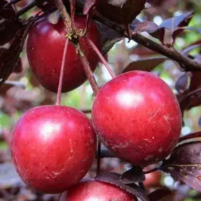 تولید و فروش نهال گوجه قرمز امریکایی|خدمات باغبانی و درختکاری|آذرشهر, |دیوار