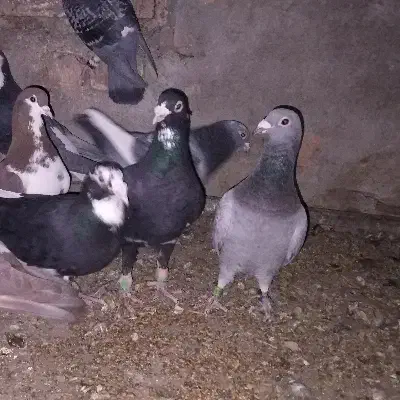 کبوتر|پرنده|شوسف, |دیوار