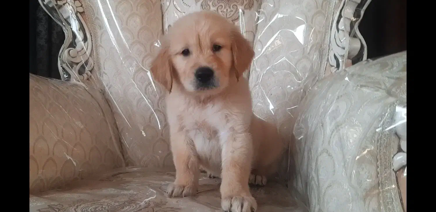 گلدن رتریور|سگ|تهران, پردیسان|دیوار