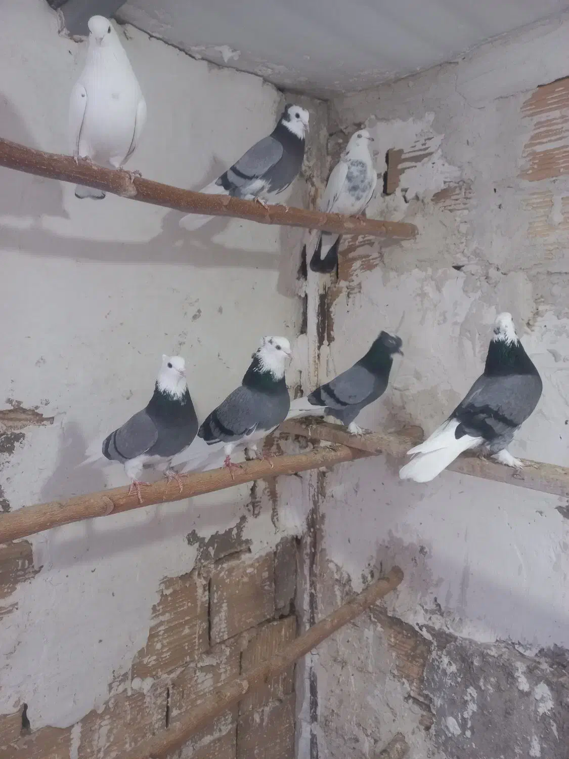 کبوتررنگی|پرنده|بوئین زهرا, |دیوار