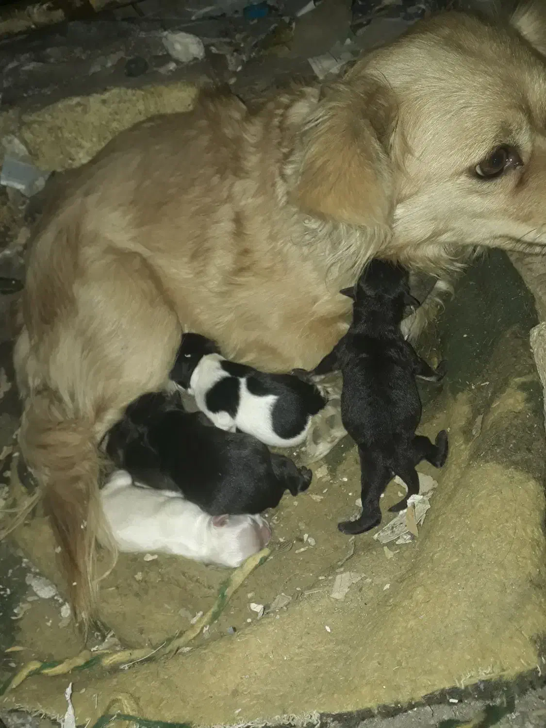 سگ پاکوتاه گمشده توله شیر خوار داره|سگ|زنجان, |دیوار