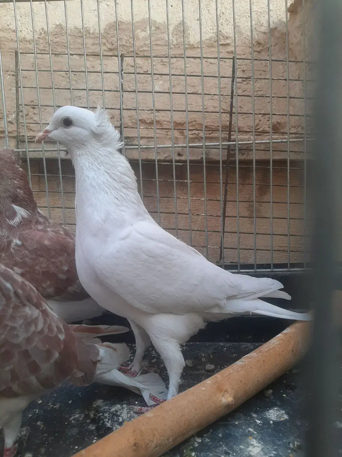 سه عدد کبوتر یکجا|پرنده|تهران, پرستار|دیوار