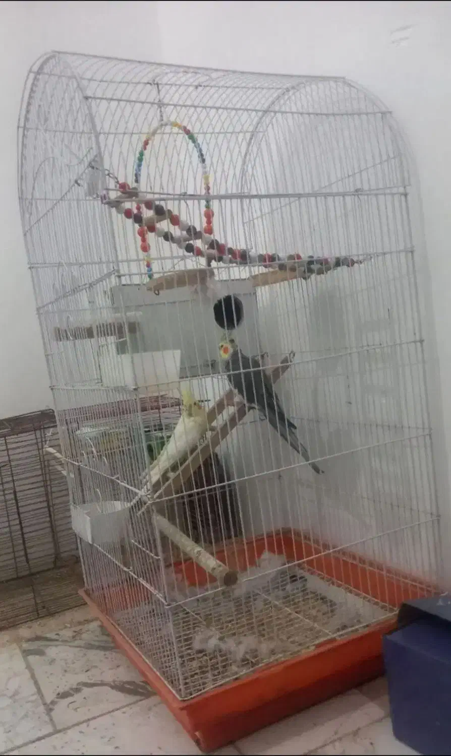 یک جفت عروس هلندی به همراه کلیه وسایل|پرنده|ابهر, |دیوار