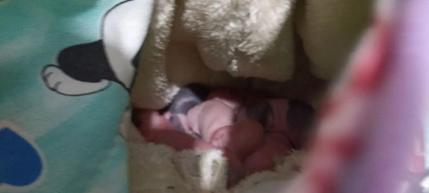 شش عدد بچه خرگوش یک روزه به همراه مادرشان|موش و خرگوش|بوشهر, |دیوار