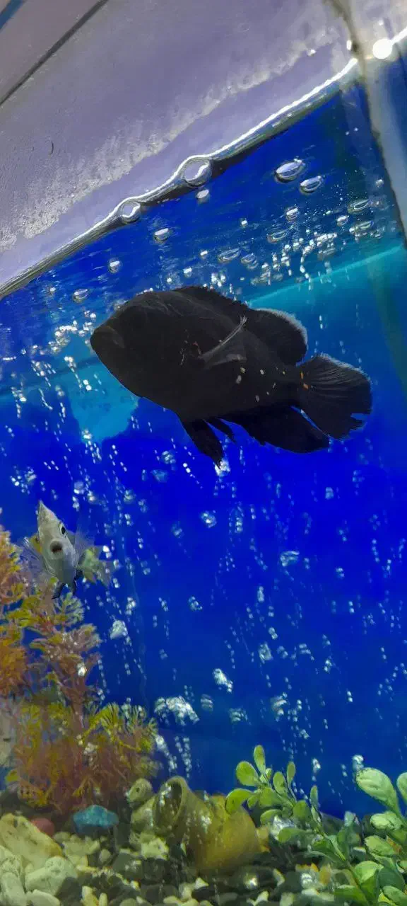 ماهی سیاە اسکار|ماهی|مهاباد (آذربایجان غربی), |دیوار