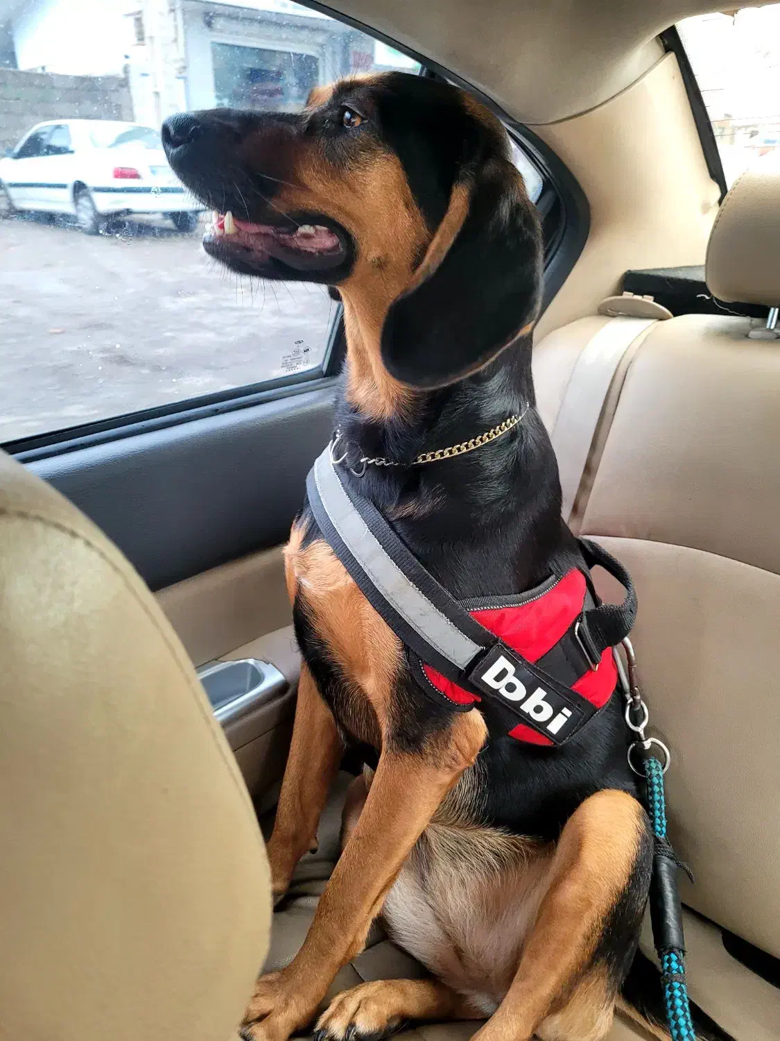 سگ هارهوند دوبر|سگ|رشت, گلزاران|دیوار