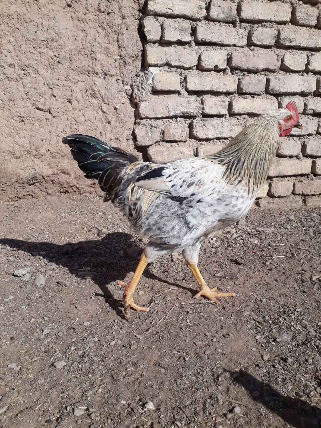 خروس محلی|حیوانات مزرعه|فردوس (خراسان), |دیوار