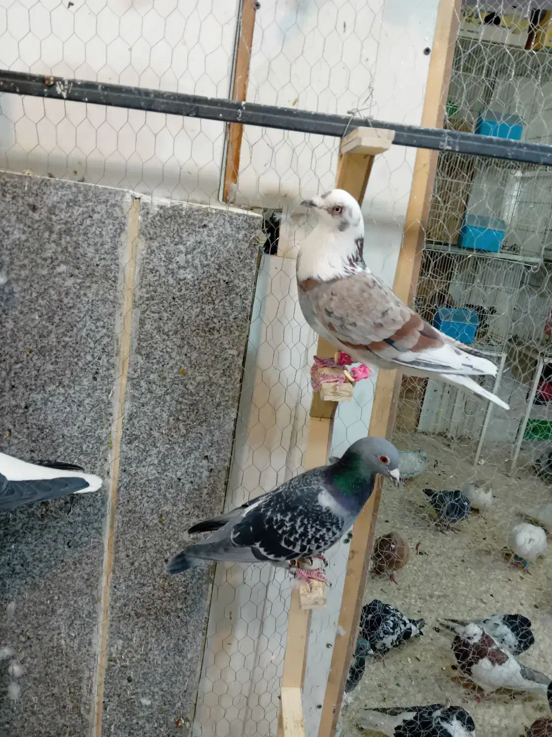 کبوتر چخ جدید رسید|پرنده|گلبهار, شهر جدید گلبهار|دیوار