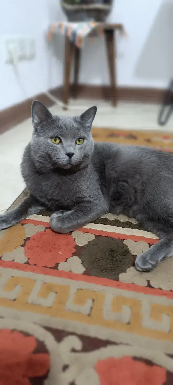 گربه بریتیش نژاد دار|گربه|فردیس, خیام غربی|دیوار