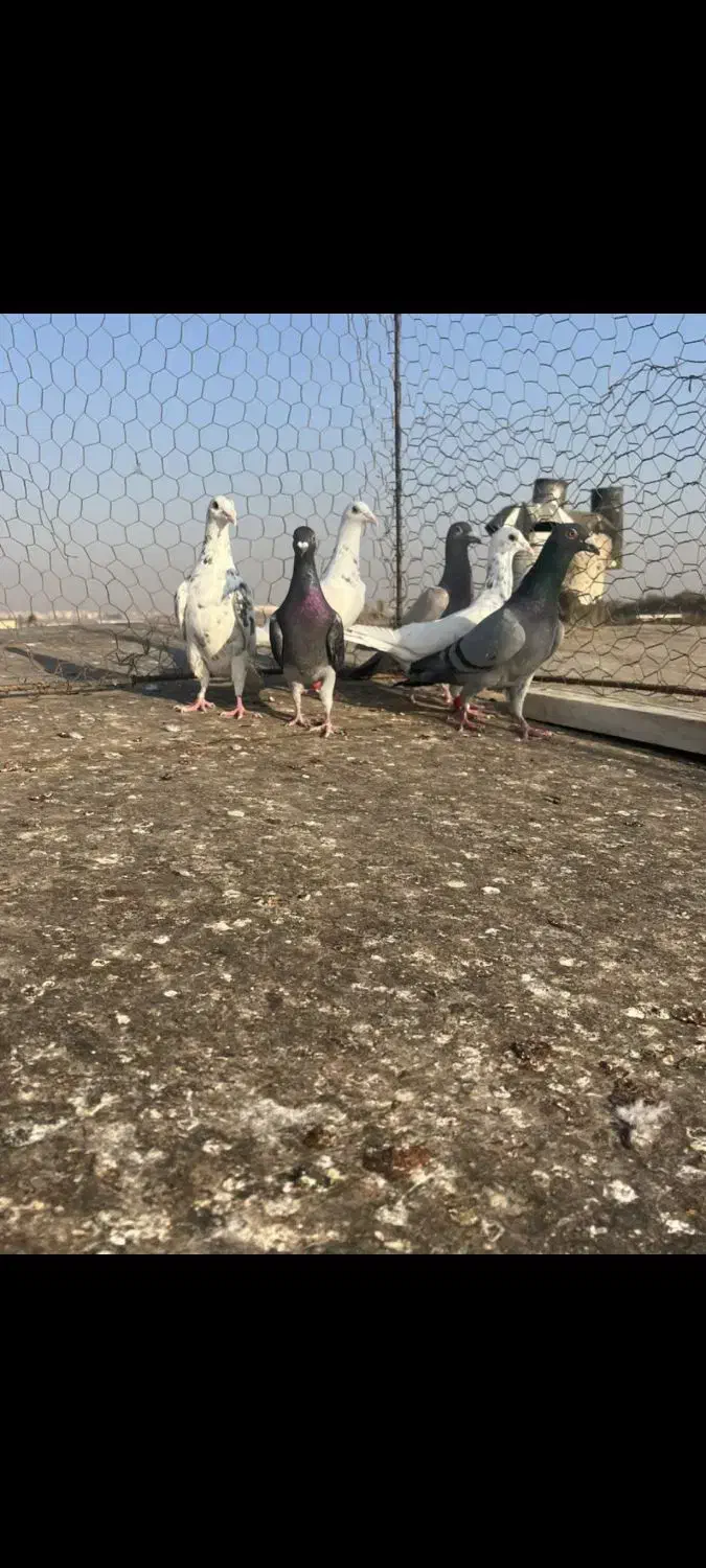 کبوترخطی|پرنده|اقبالیه, |دیوار