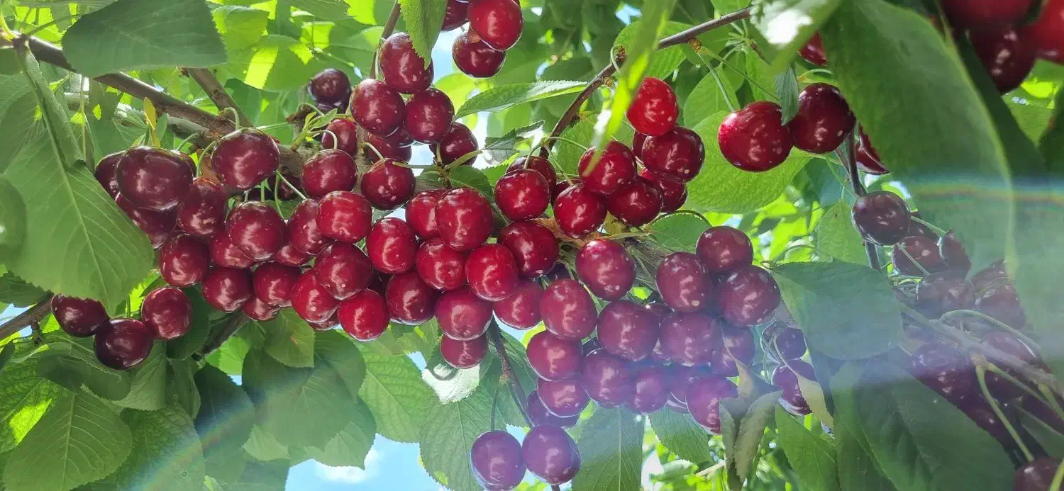 باغچه باغ در خسروشاه خسروشهر 404متر|فروش خانه و ویلا|خسروشاه, |دیوار