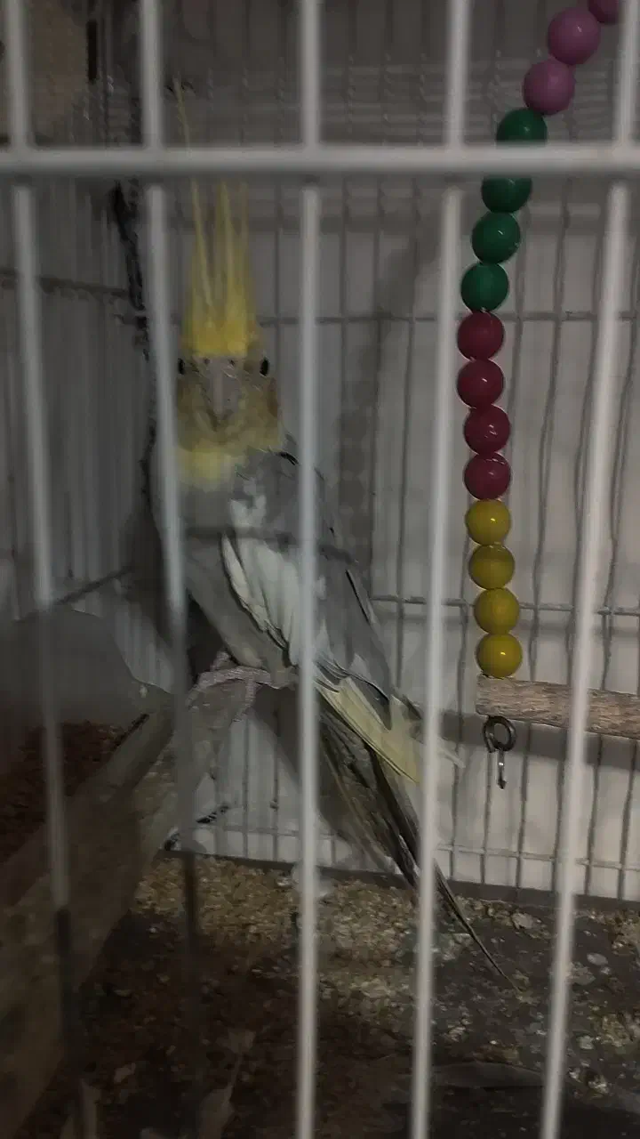 جفت کوتوله و عروس هلندی|پرنده|مشهد, کارمندان دوم|دیوار