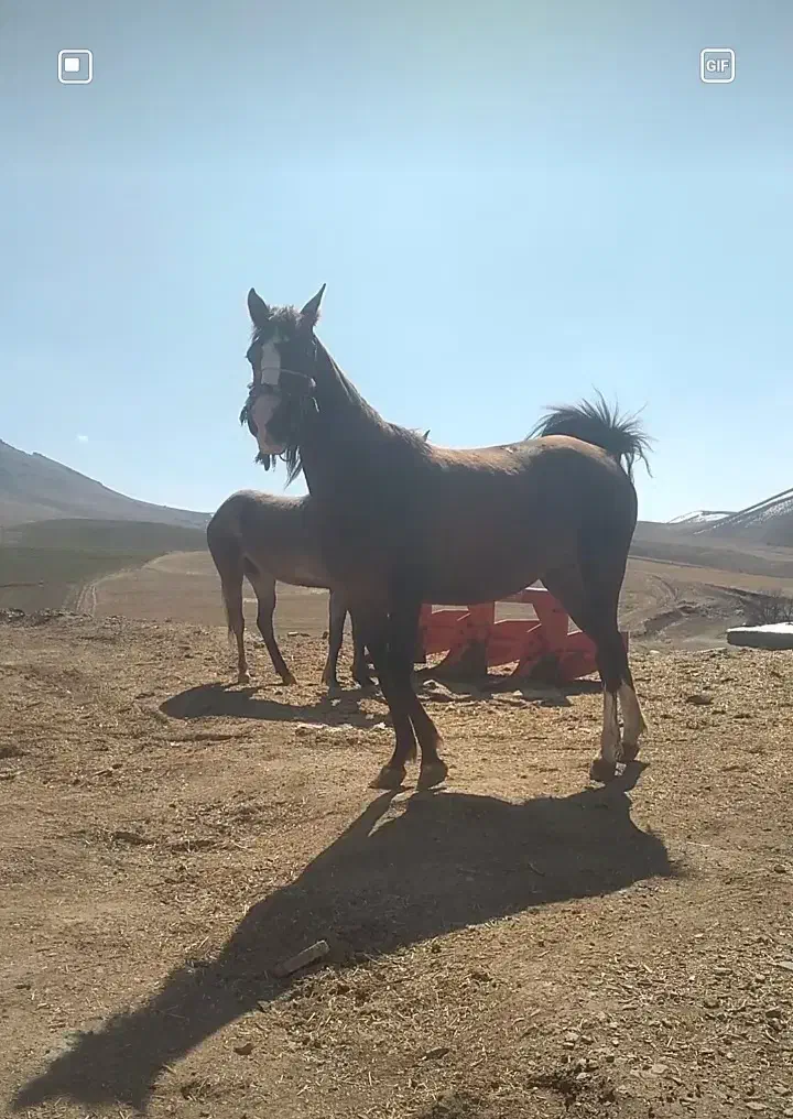 ۱۲۳|اسب و تجهیزات اسبسواری|الیگودرز, |دیوار