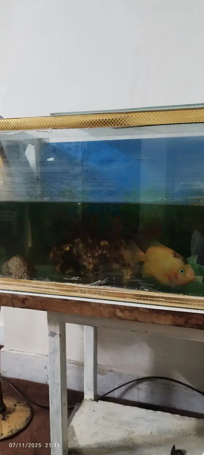 ماهی|ماهی|ری, علایین|دیوار