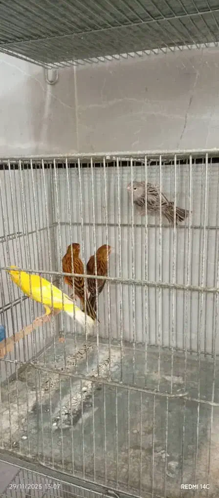 قناری|پرنده|الوند, |دیوار