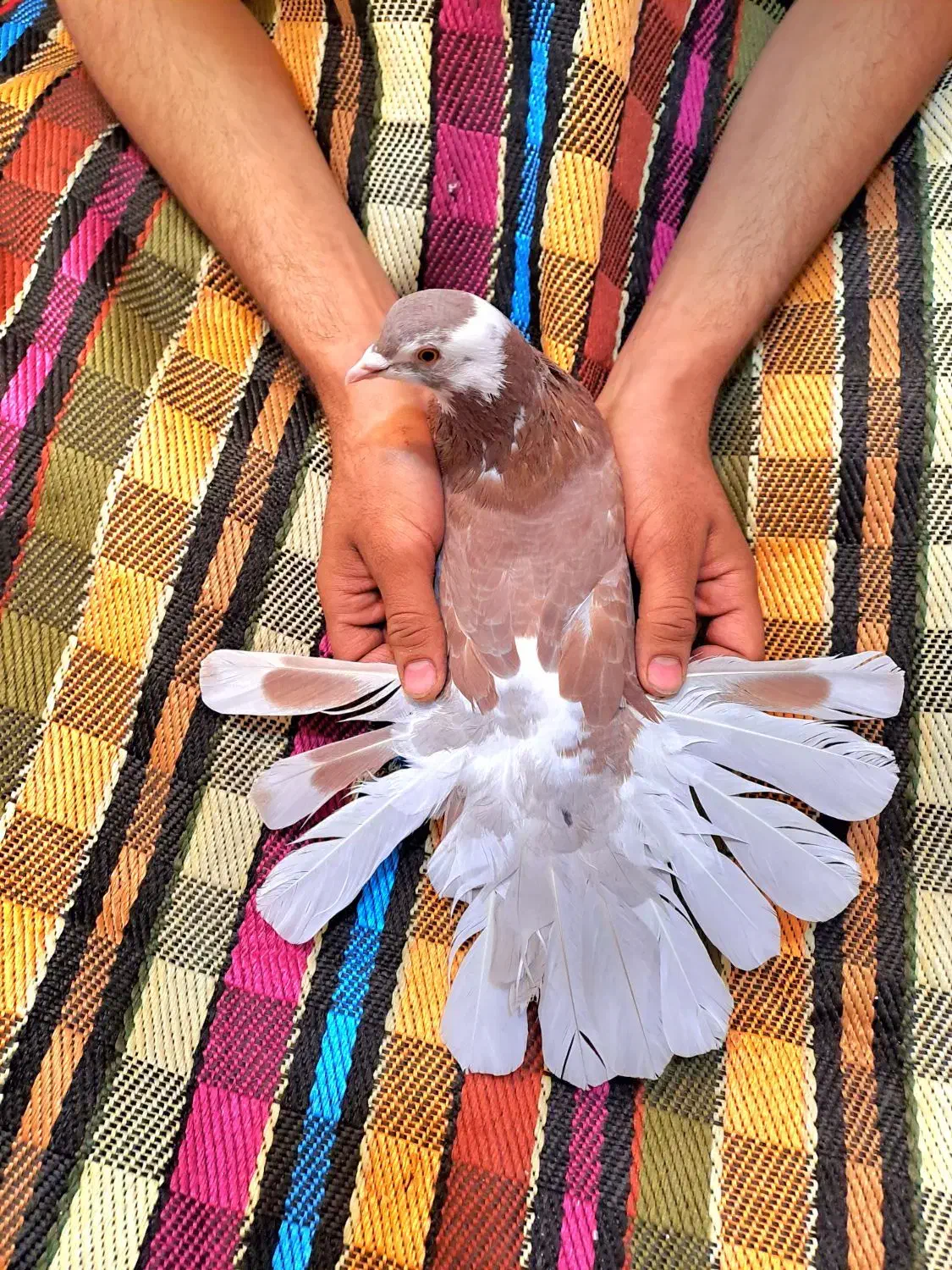 دمگیر خرقه نر پیازی|پرنده|اصفهان, جلفا|دیوار