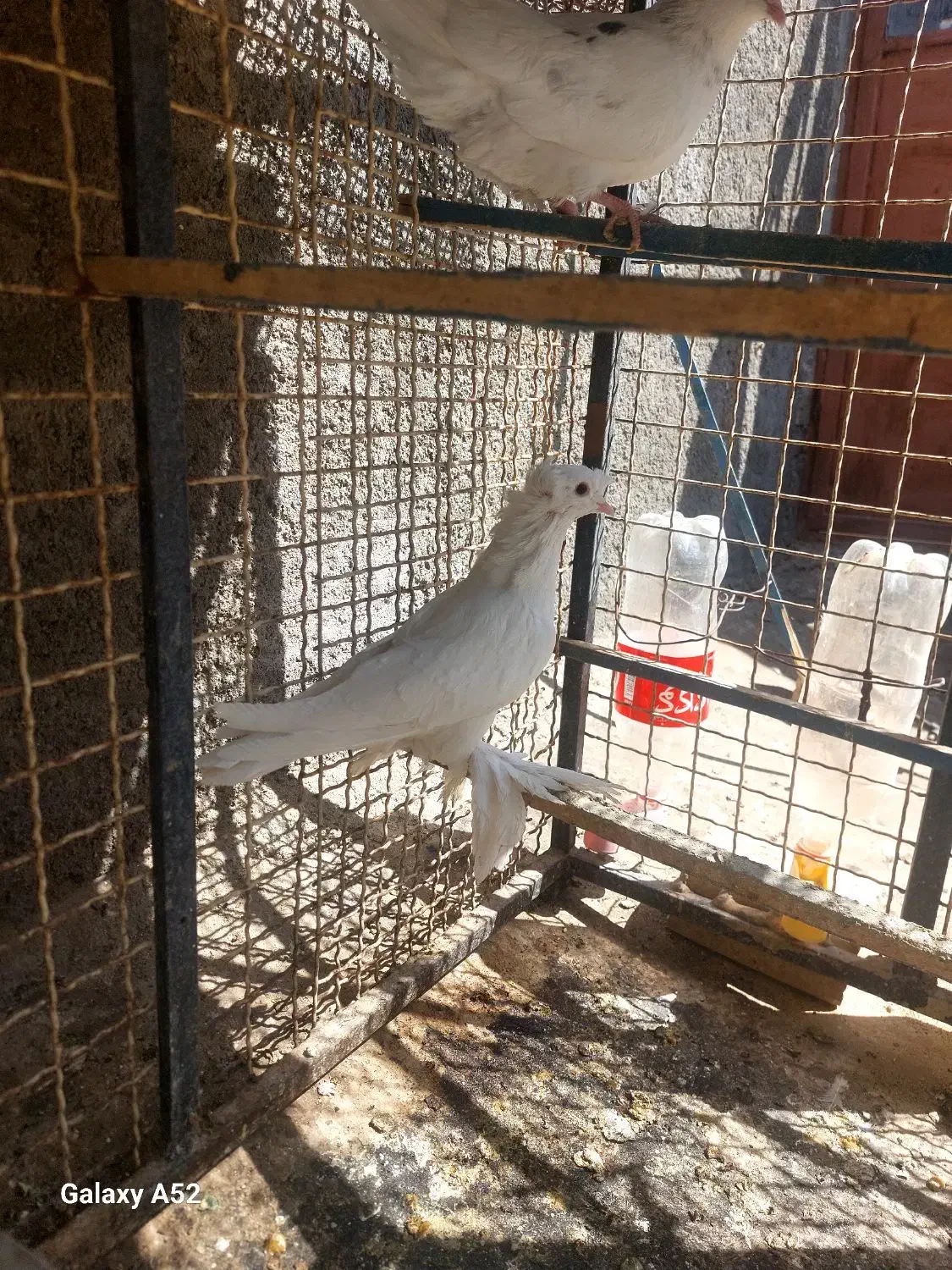 کبوتر زینتی|پرنده|فردوس (خراسان), |دیوار