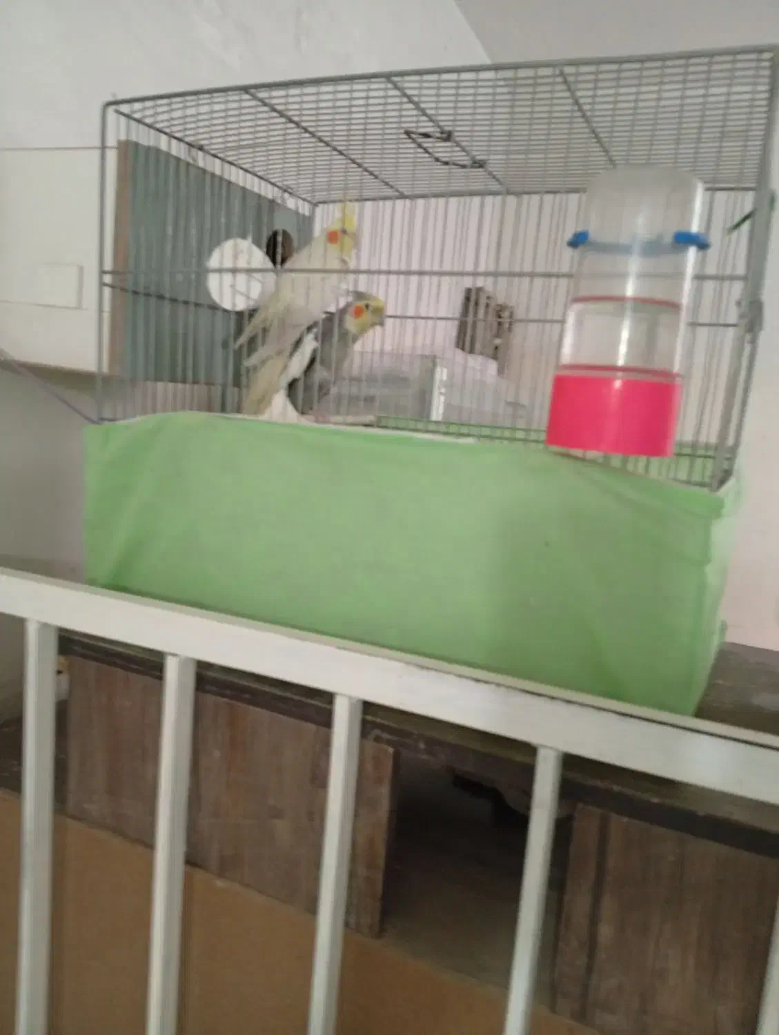 عروس|پرنده|قم, شهرک مهدیه (مدرس)|دیوار