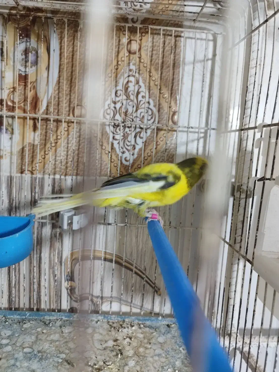 پرنده|پرنده|فراشبند, |دیوار