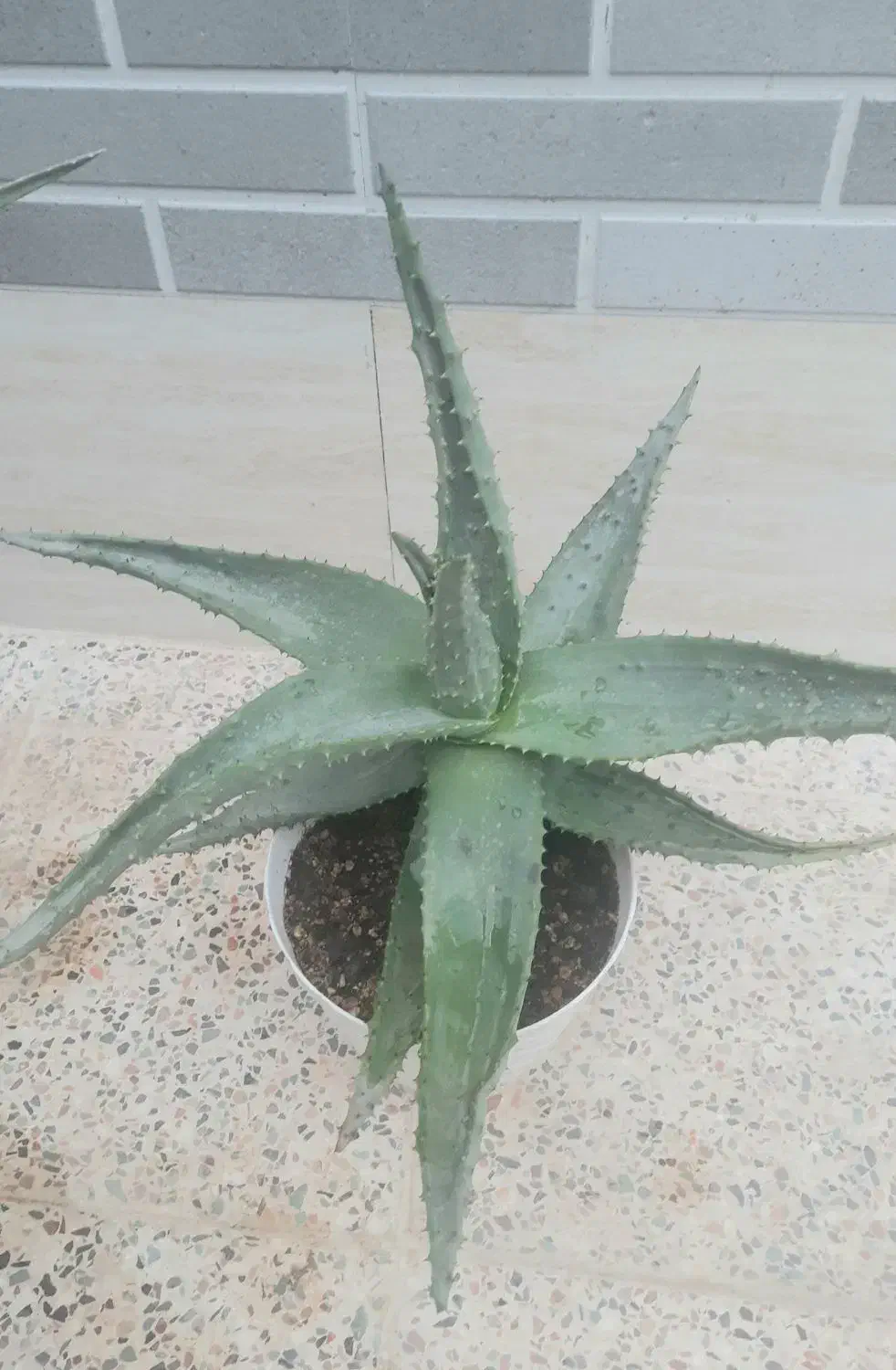 کاکتوس|گل و گیاه طبیعی|آباده, |دیوار