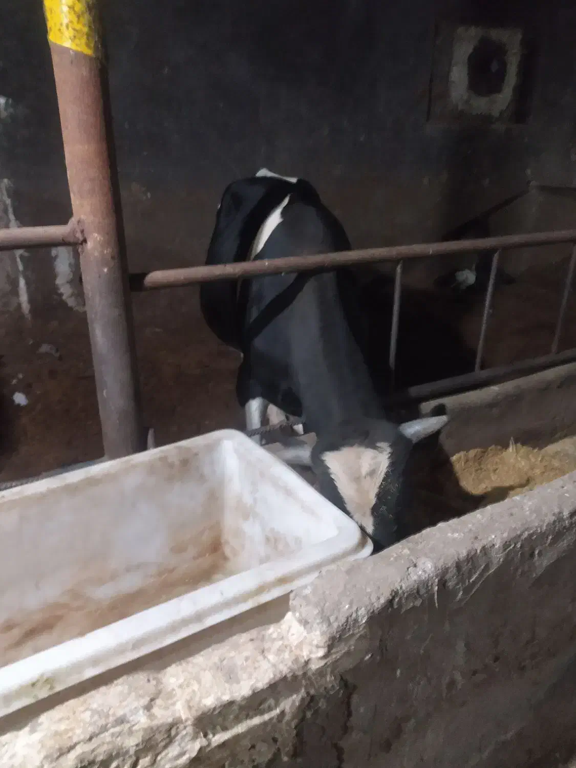 گوساله گاو سیمنتال|حیوانات مزرعه|باسمنج, |دیوار