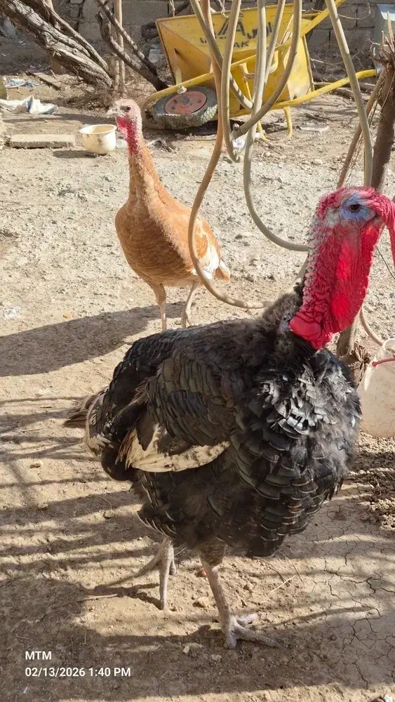 بوقلمون|حیوانات مزرعه|کرج, کلاک پایین|دیوار