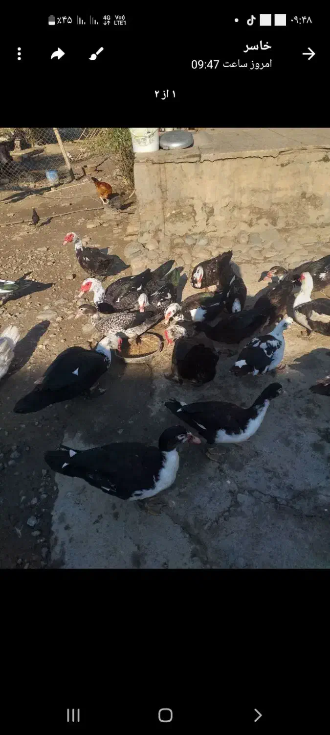 اردک|حیوانات مزرعه|انبارآلوم, |دیوار