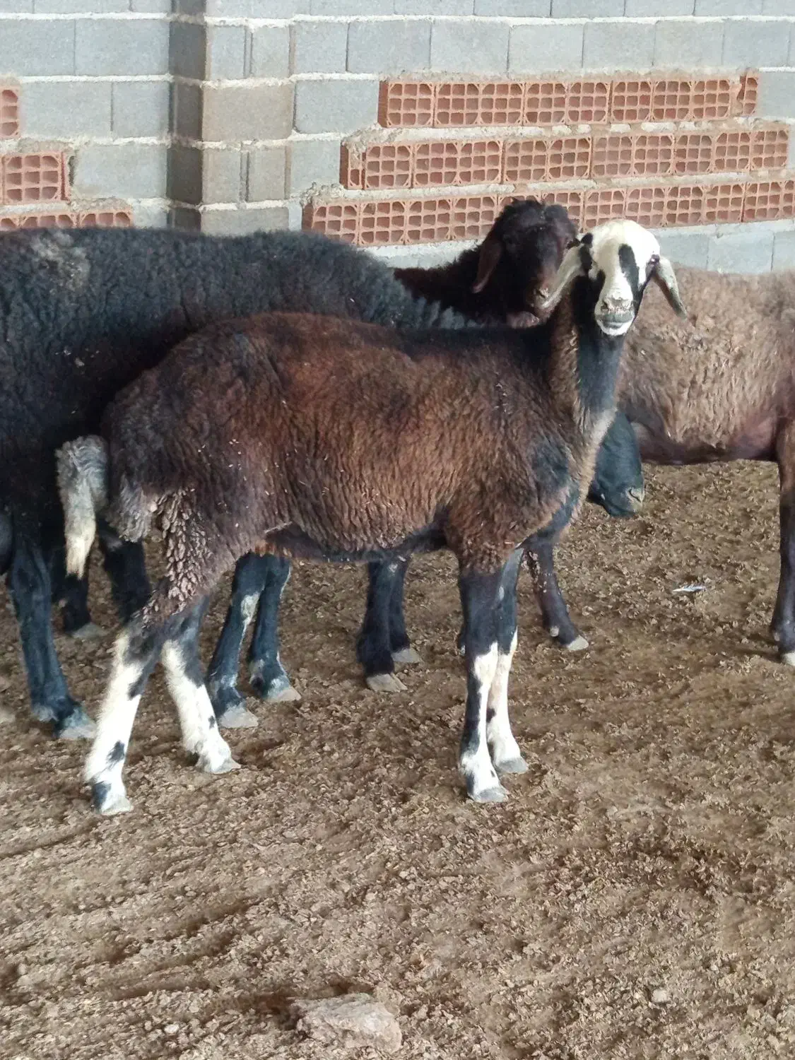 توقلی ماده قره قیر|حیوانات مزرعه|گمیشان, |دیوار