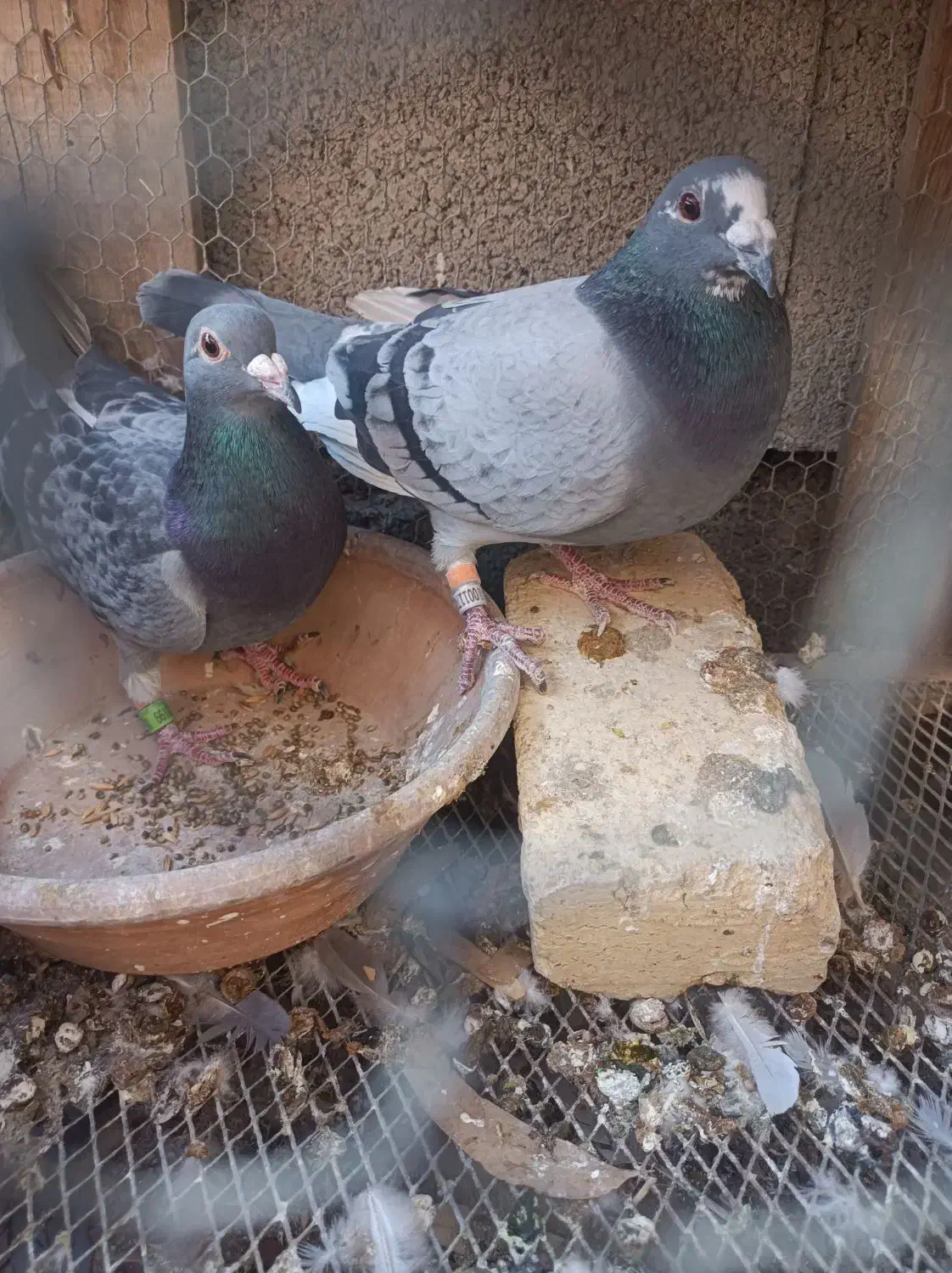 سه جفت مسافتی خوب|پرنده|برازجان, |دیوار