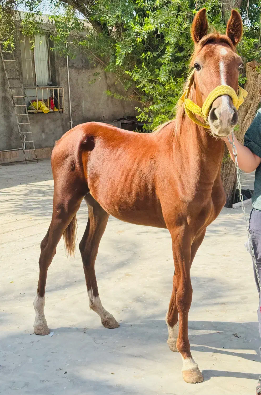 کره نریون عرب داغدار (میکروچیب شده)|اسب و تجهیزات اسبسواری|اهواز, کمپلو شمالی|دیوار