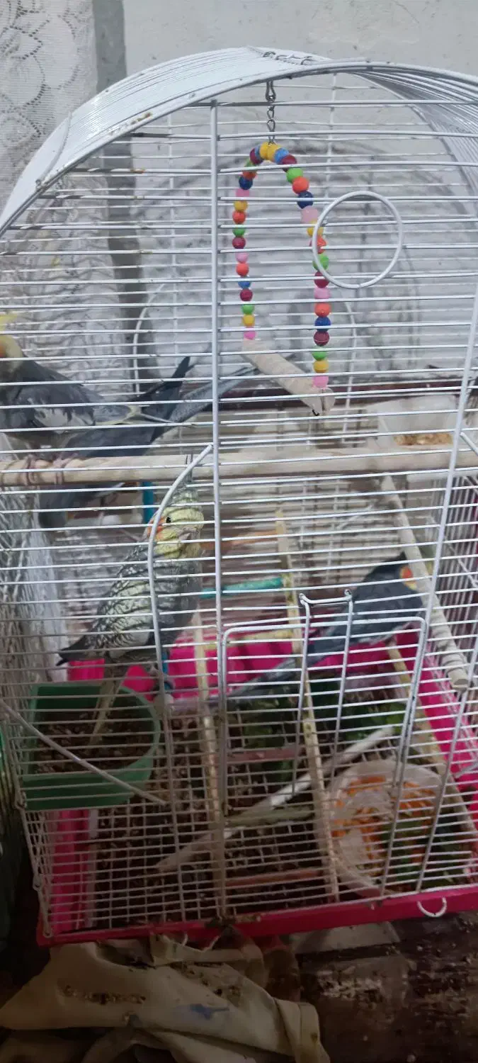 پرنده|پرنده|سلمان‌شهر, |دیوار