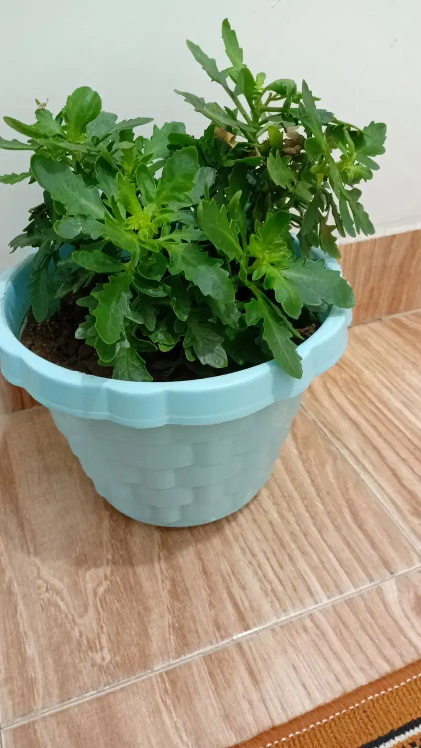 گلهای طبیعی|گل و گیاه طبیعی|ارومیه, |دیوار