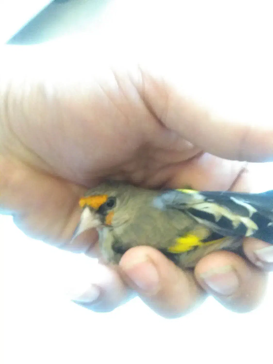 سهره کرمانی نر خوش قواره|پرنده|گنبد کاووس, |دیوار