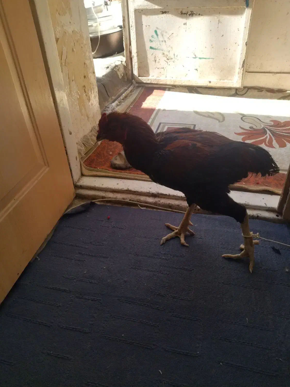 خروس لاری|حیوانات مزرعه|قم, لسانی|دیوار