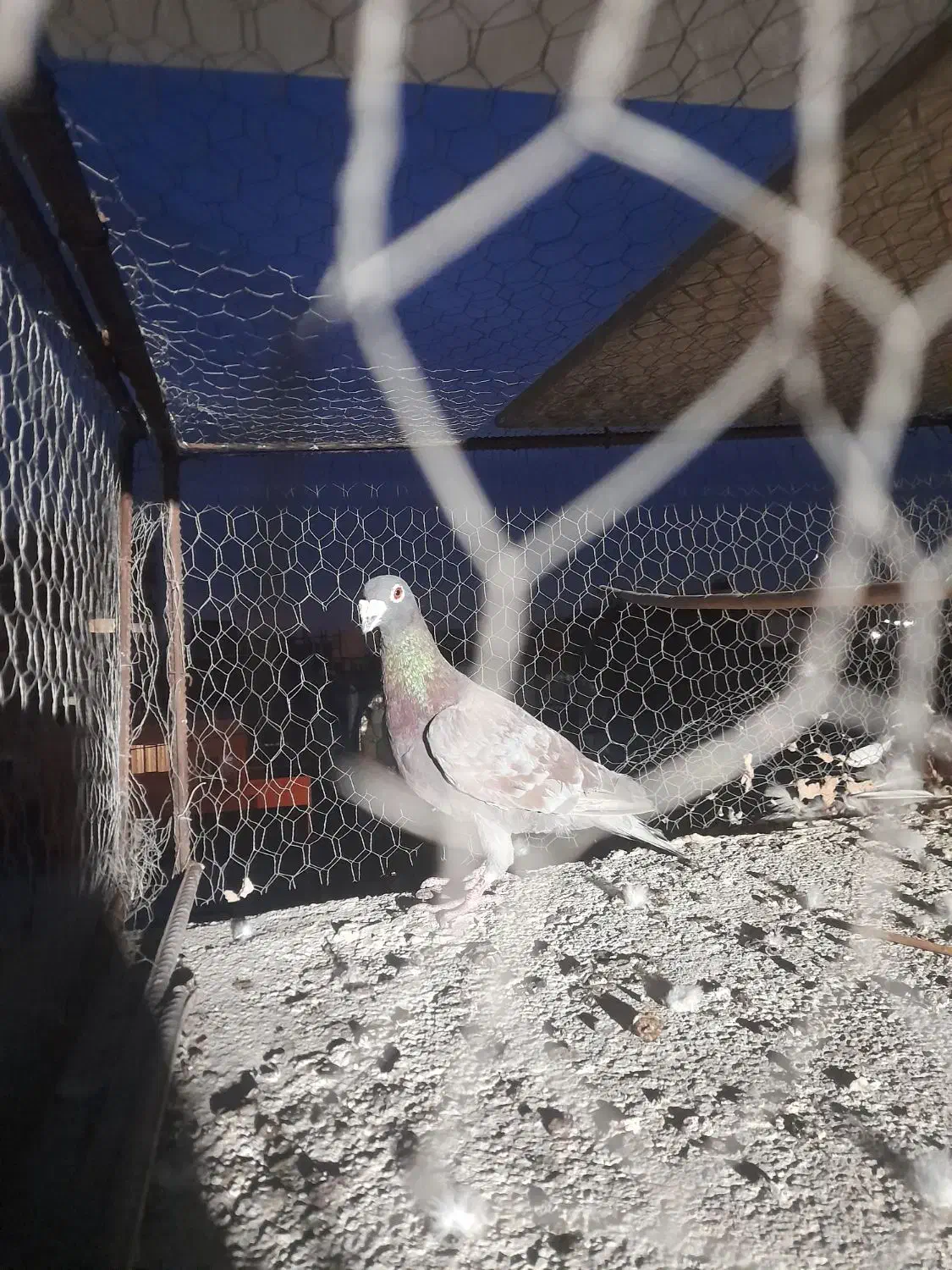 کبوتر گرفتنی|پرنده|سبزوار, قصبه شرقی|دیوار