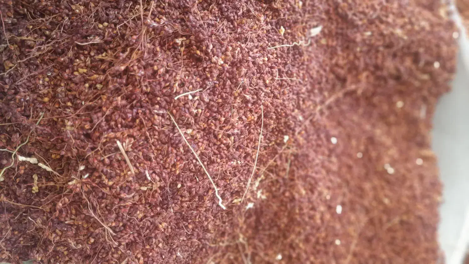 توم گزگ|لوازم جانبی حیوانات|جوانرود, |دیوار