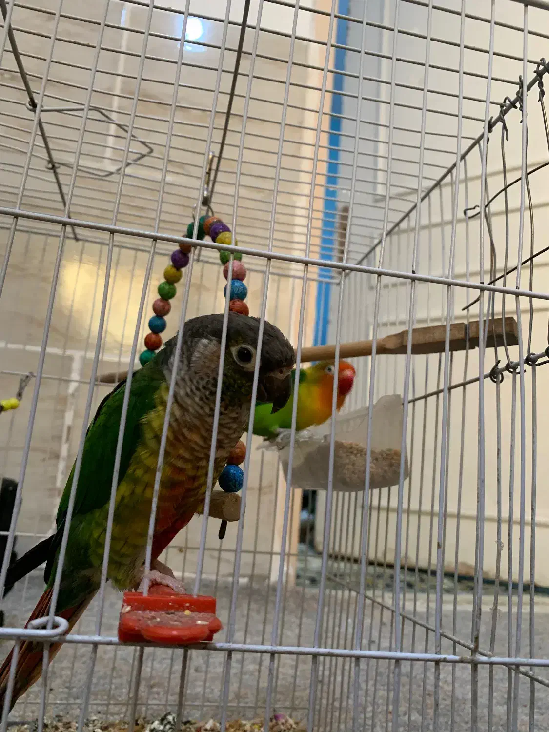 گرینچیک|پرنده|مشهد, ایثارگران|دیوار