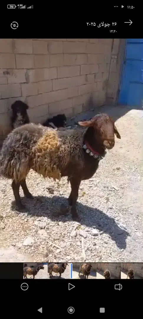 شیشک قوچ همو وبره ریز|حیوانات مزرعه|نجف‌آباد, حومه نجف آباد|دیوار