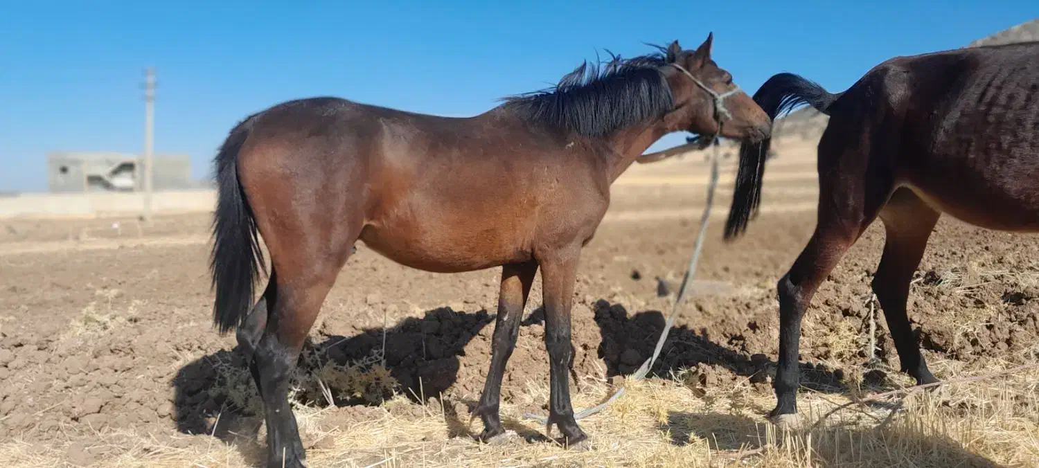 فروش اسب|اسب و تجهیزات اسبسواری|زمکان, |دیوار