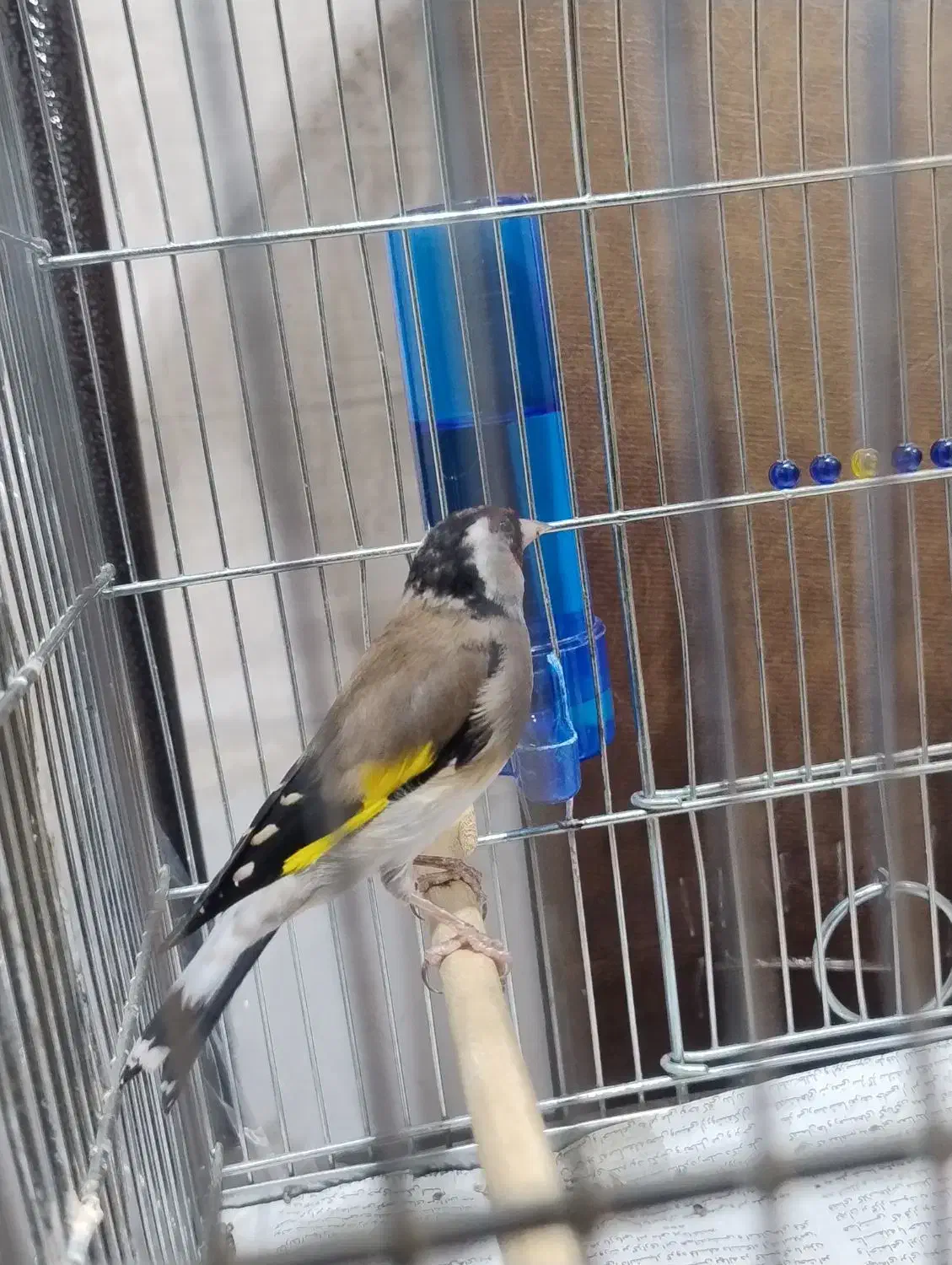 سهره جوجه قفس|پرنده|کرمانشاه, |دیوار