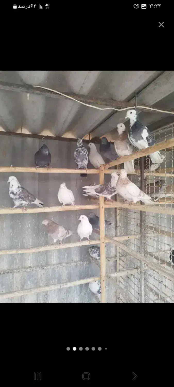 کبوتر|پرنده|کوهدشت, |دیوار