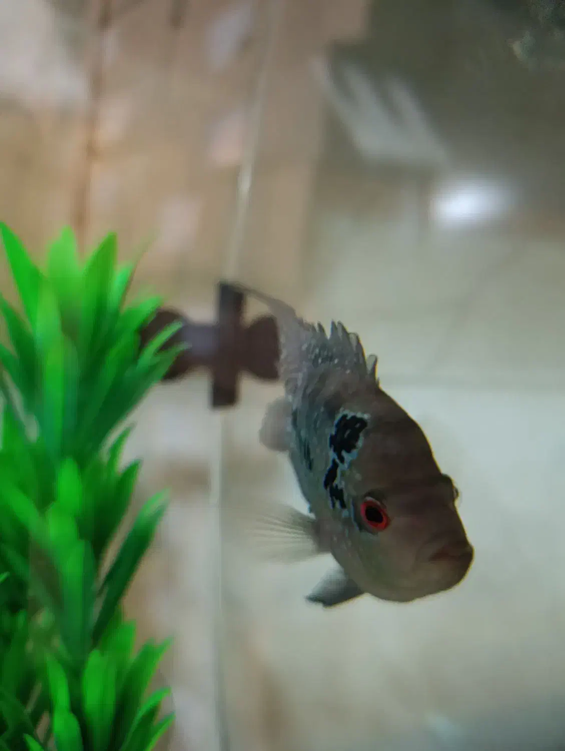 ماهی|ماهی|هشتگرد, مدرس|دیوار