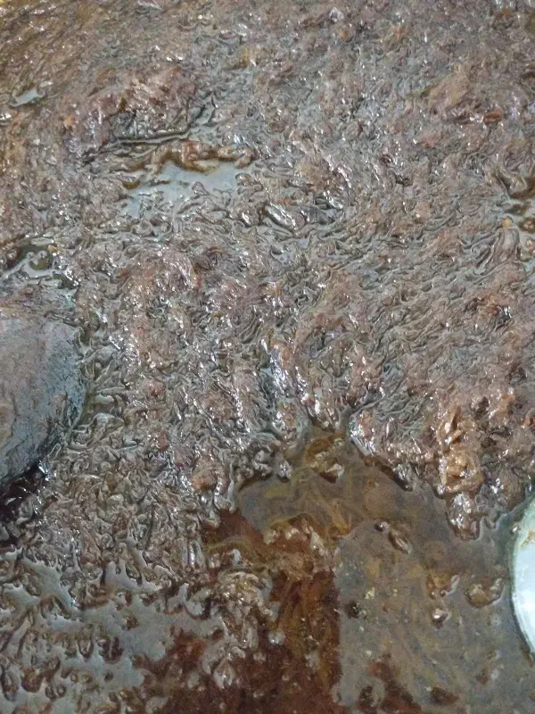 پیاز سرخ شد|خوردنی و آشامیدنی|رشت, پاره بیجار|دیوار